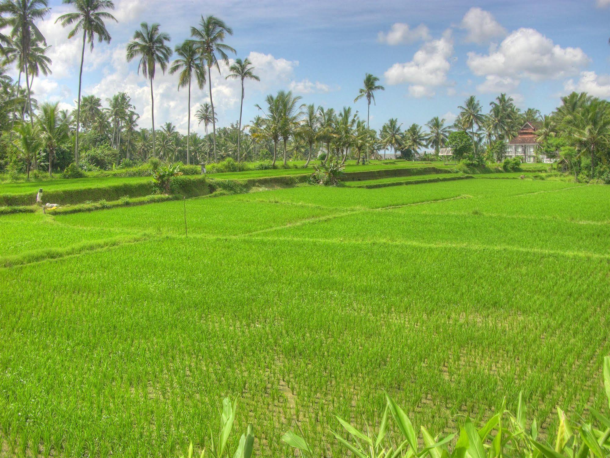 Villa Sabandari Ubud Kültér fotó