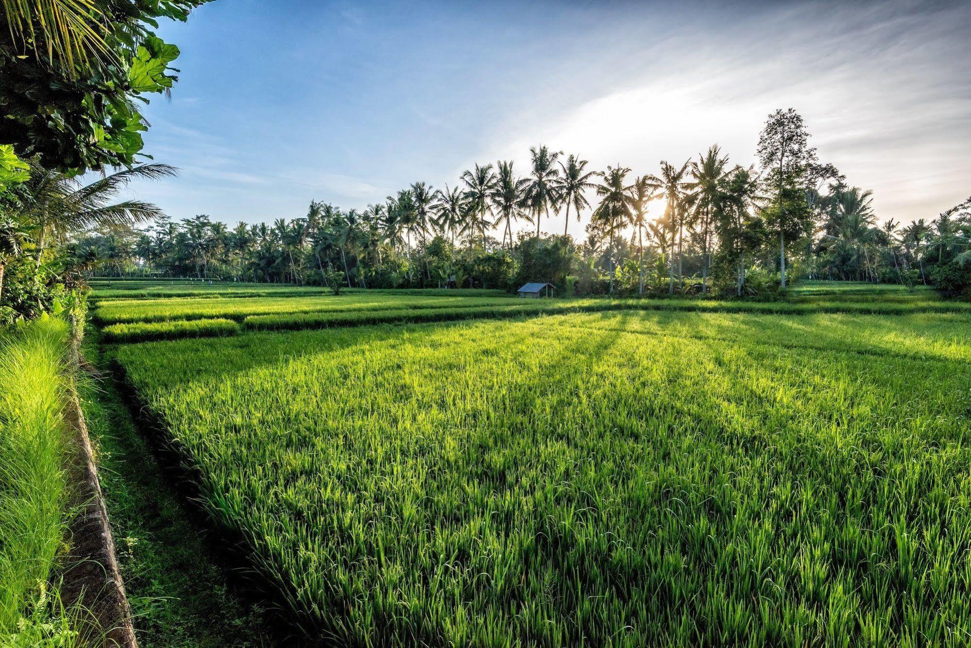 Villa Sabandari Ubud Kültér fotó