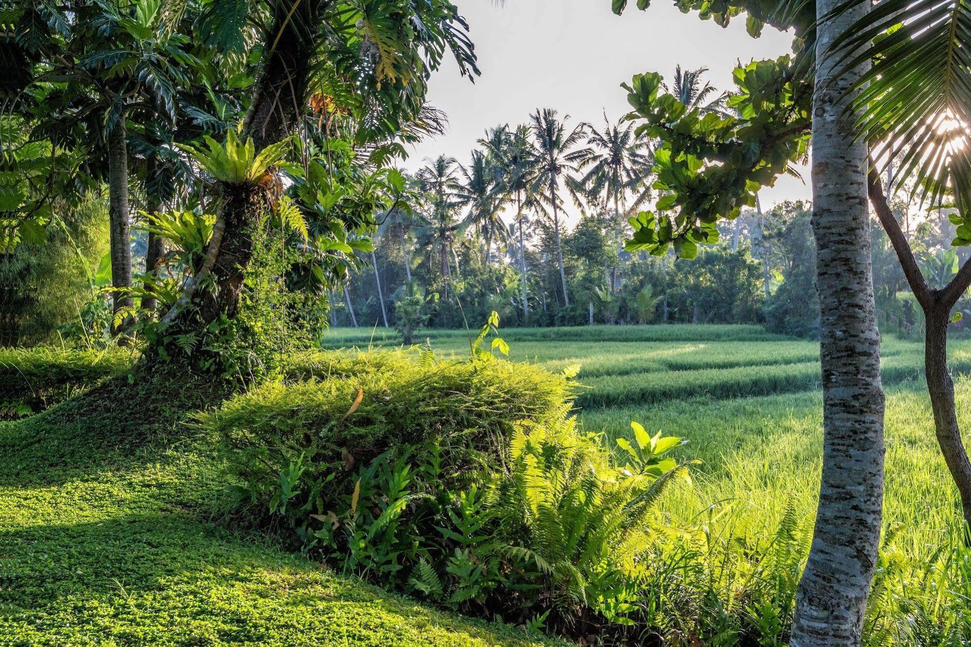 Villa Sabandari Ubud Kültér fotó